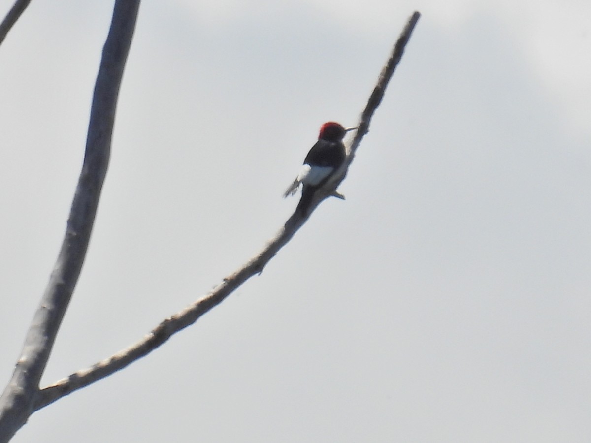 Red-headed Woodpecker - ML619962544