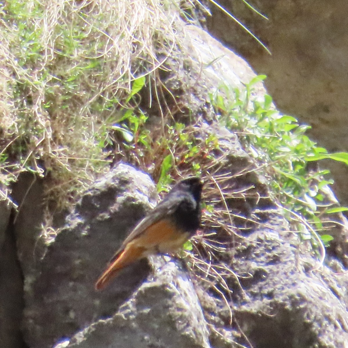 Black Redstart (Eastern) - ML619962592