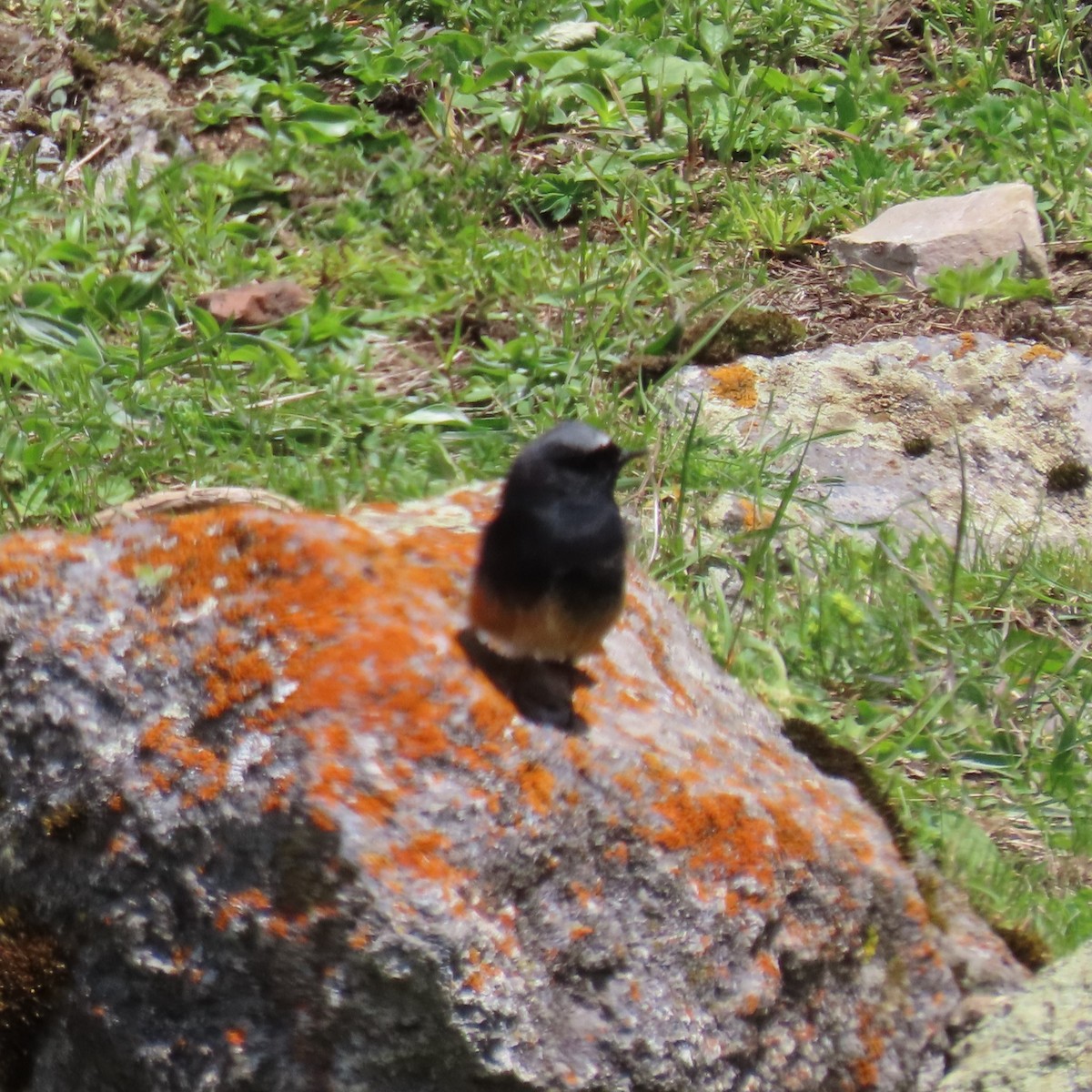 Black Redstart (Eastern) - ML619962595