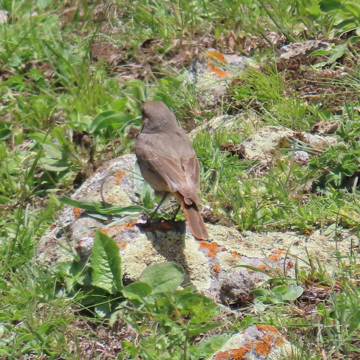 Black Redstart (Eastern) - ML619962596