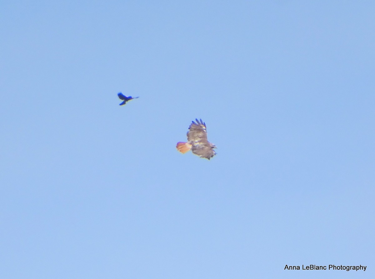 Red-tailed Hawk - ML619962600