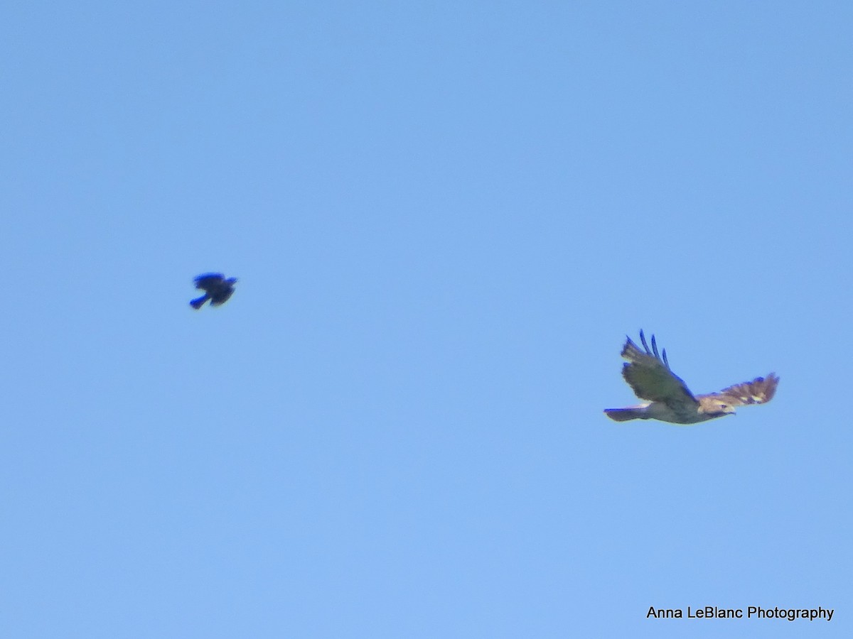 Red-tailed Hawk - ML619962606