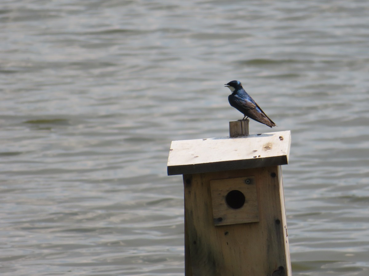 Tree Swallow - ML619962615