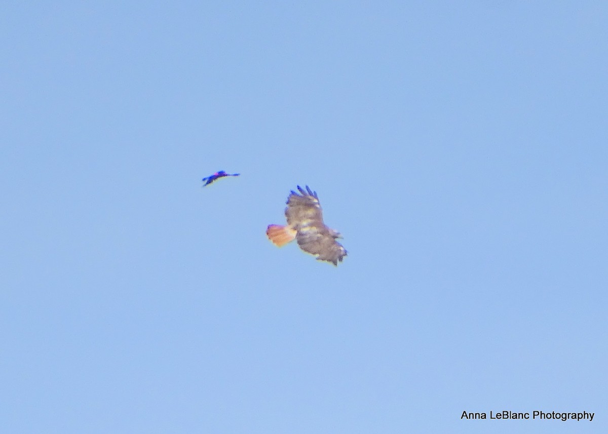 Red-tailed Hawk - ML619962617