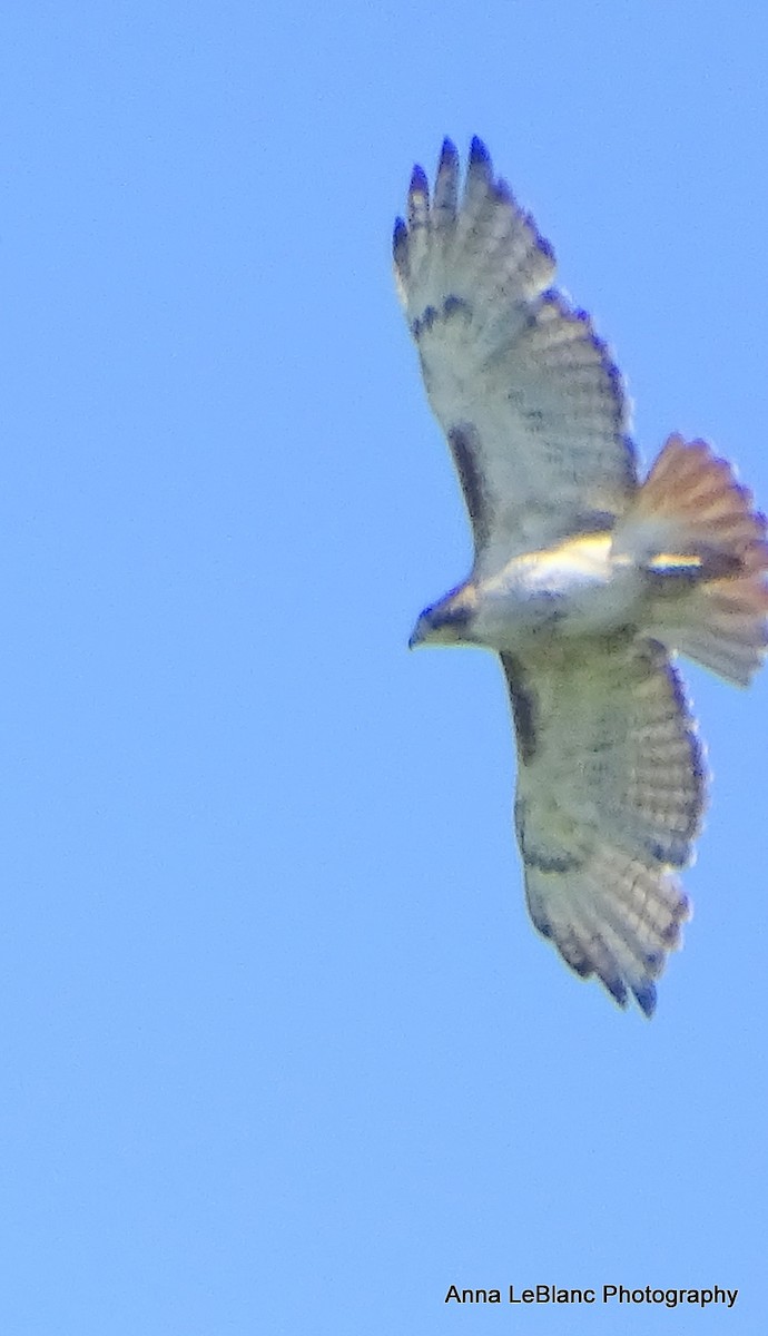 Red-tailed Hawk - ML619962629