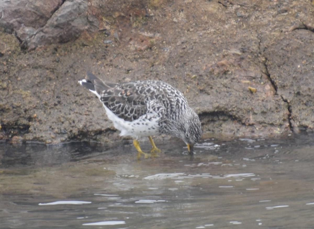 Surfbird - ML619962631