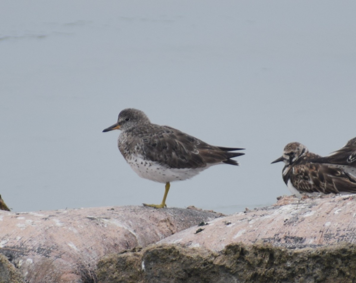 Surfbird - Monica Paredes Mejia