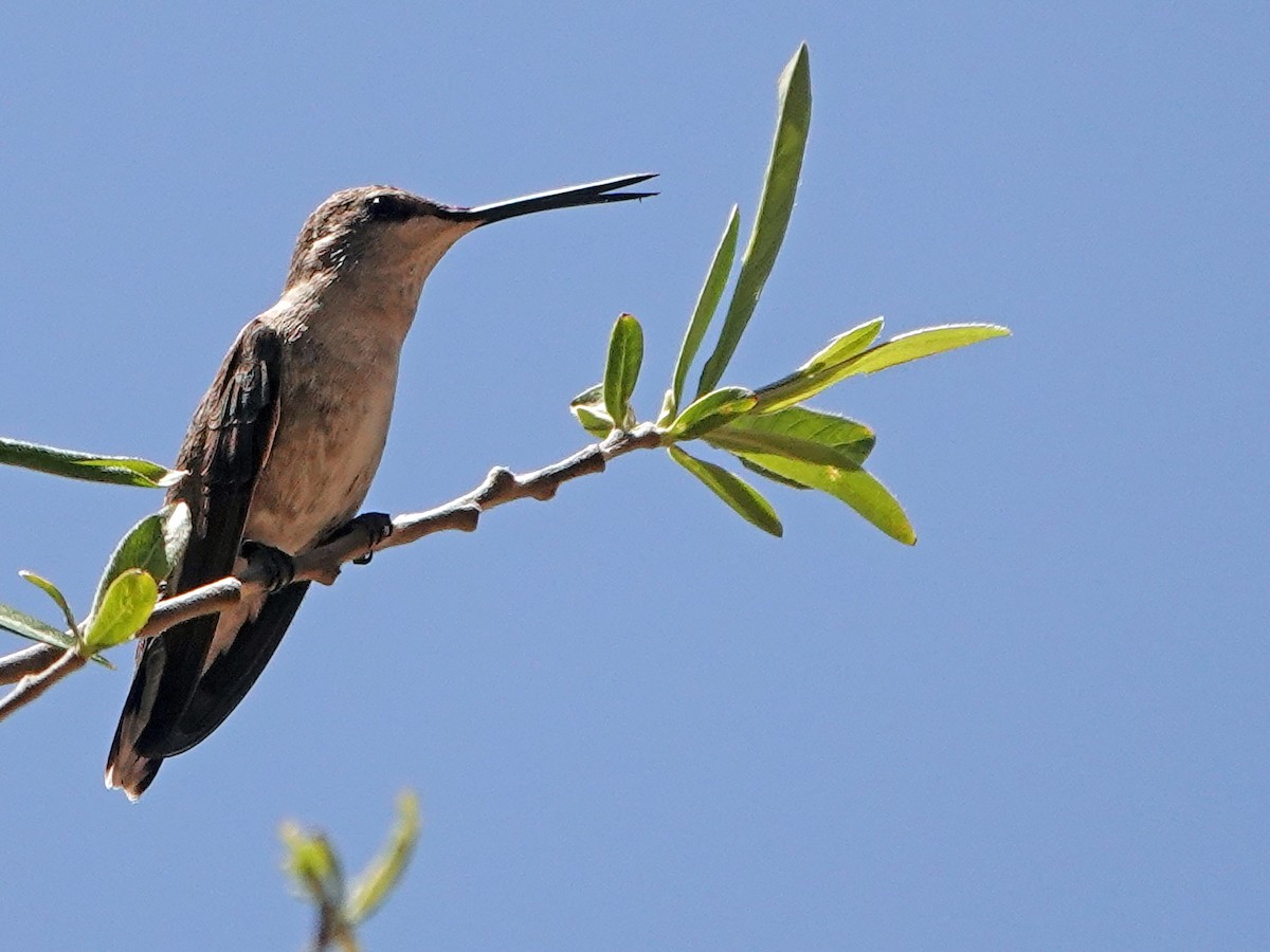 Black-chinned Hummingbird - ML619962646