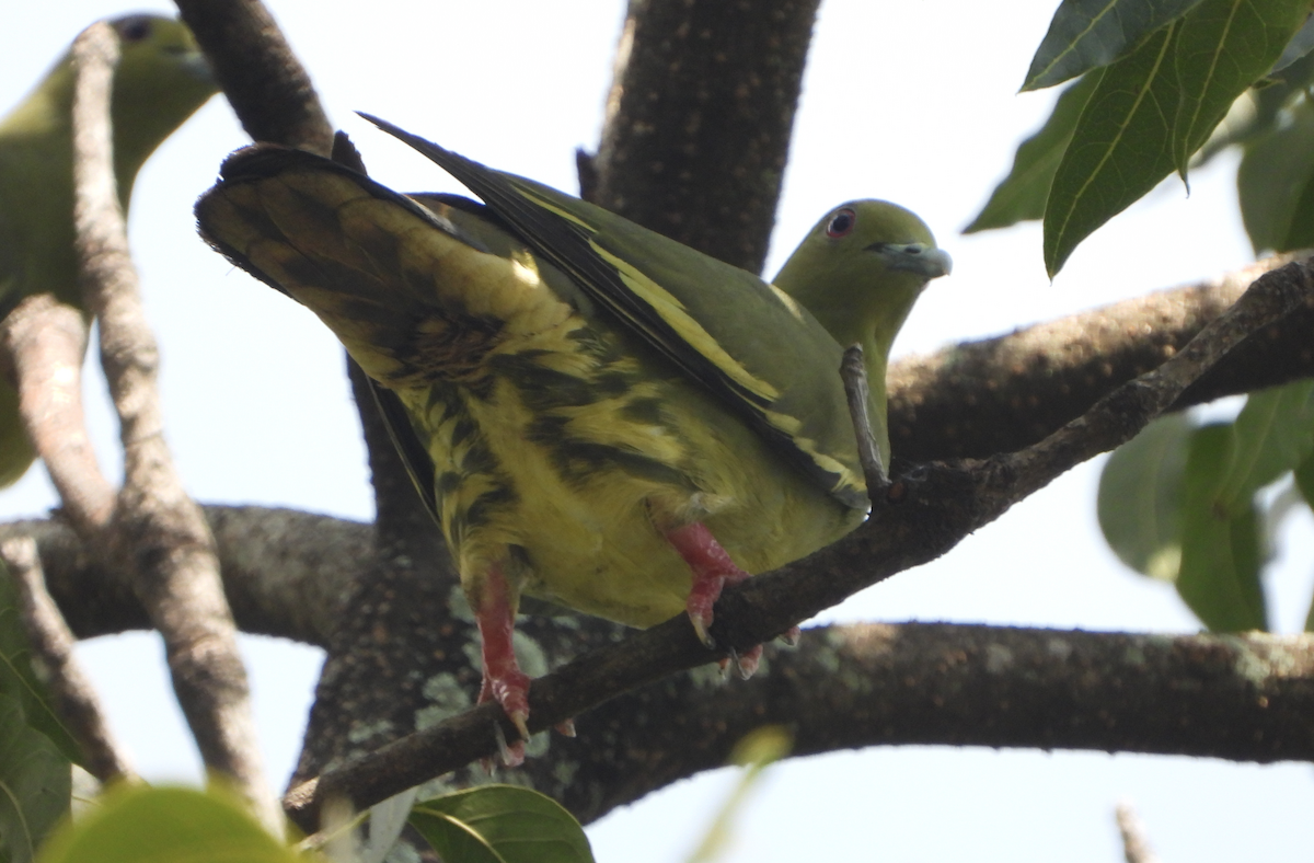 Pink-necked Green-Pigeon - ML619962647