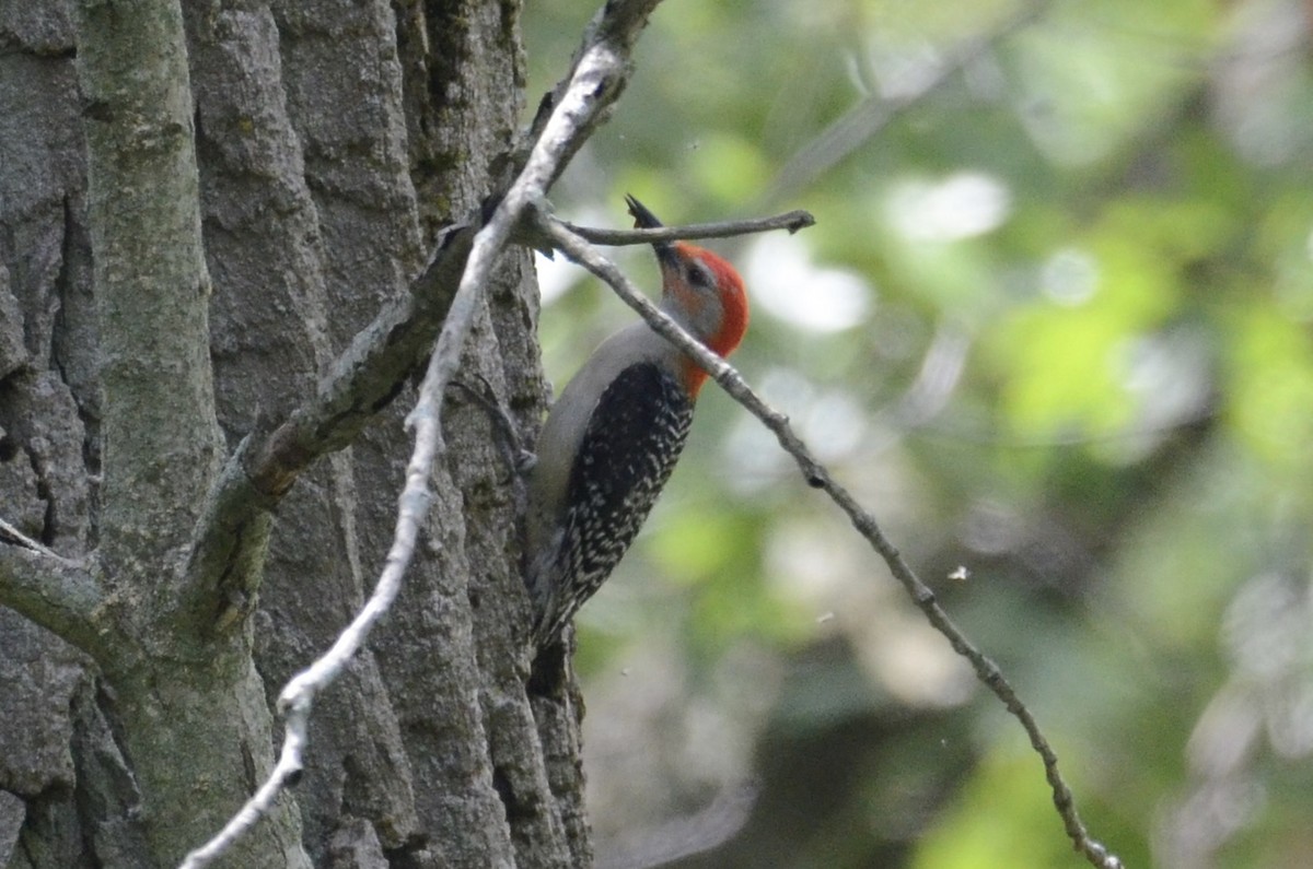 Red-bellied Woodpecker - ML619962691