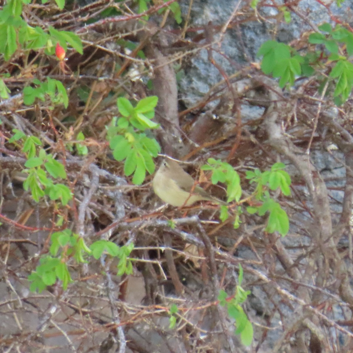 Common Chiffchaff (Siberian) - ML619962705