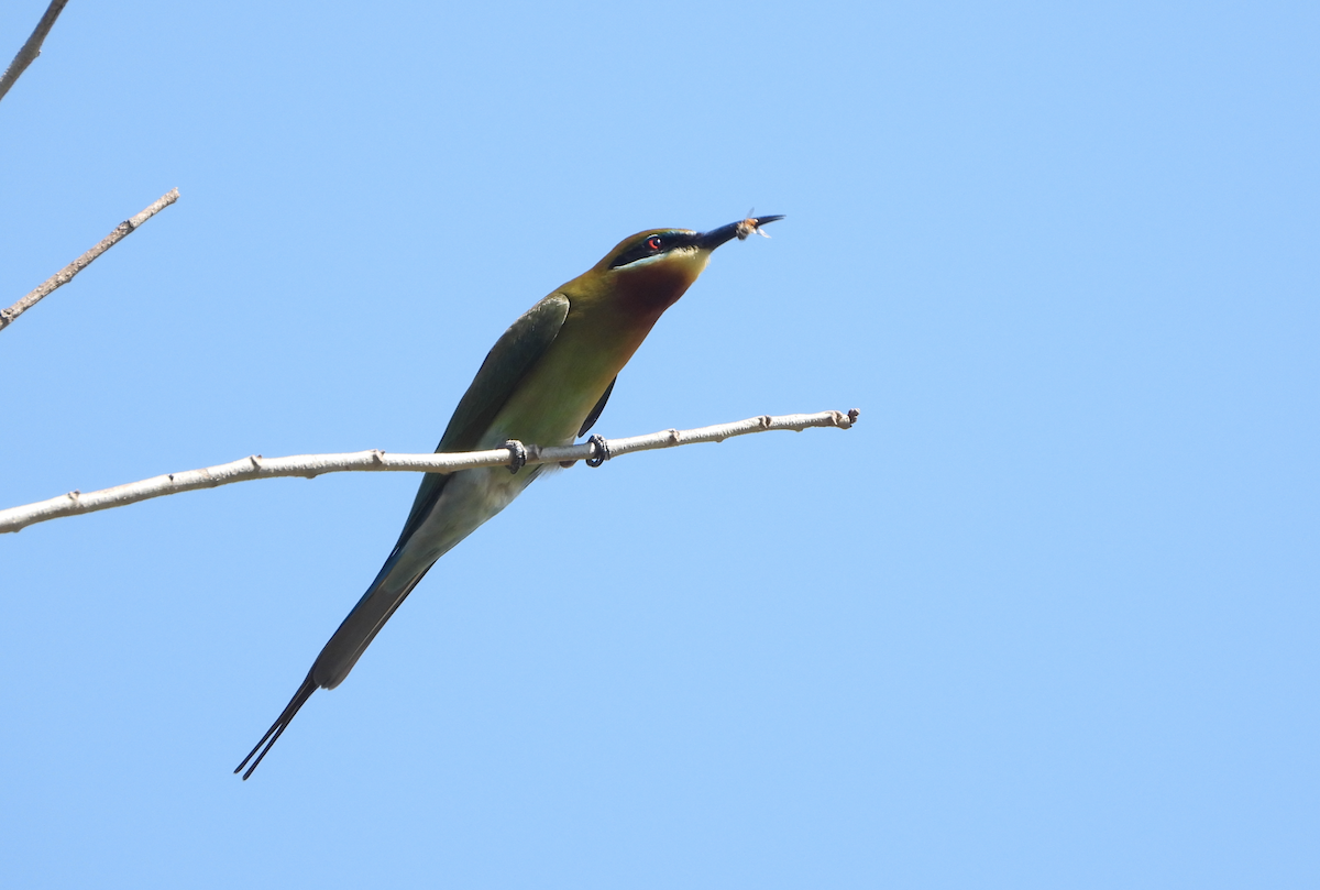 Blue-tailed Bee-eater - ML619962711