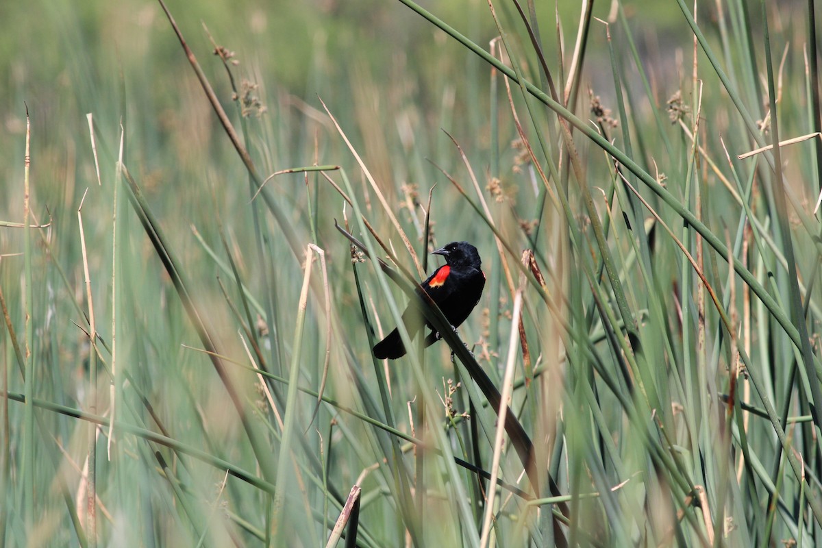 Red-winged Blackbird - ML619962717