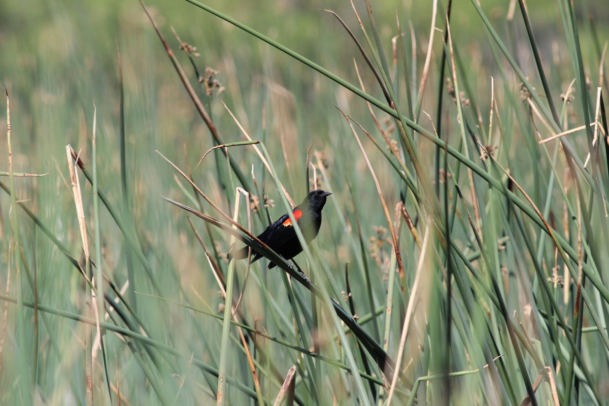 Red-winged Blackbird - ML619962718