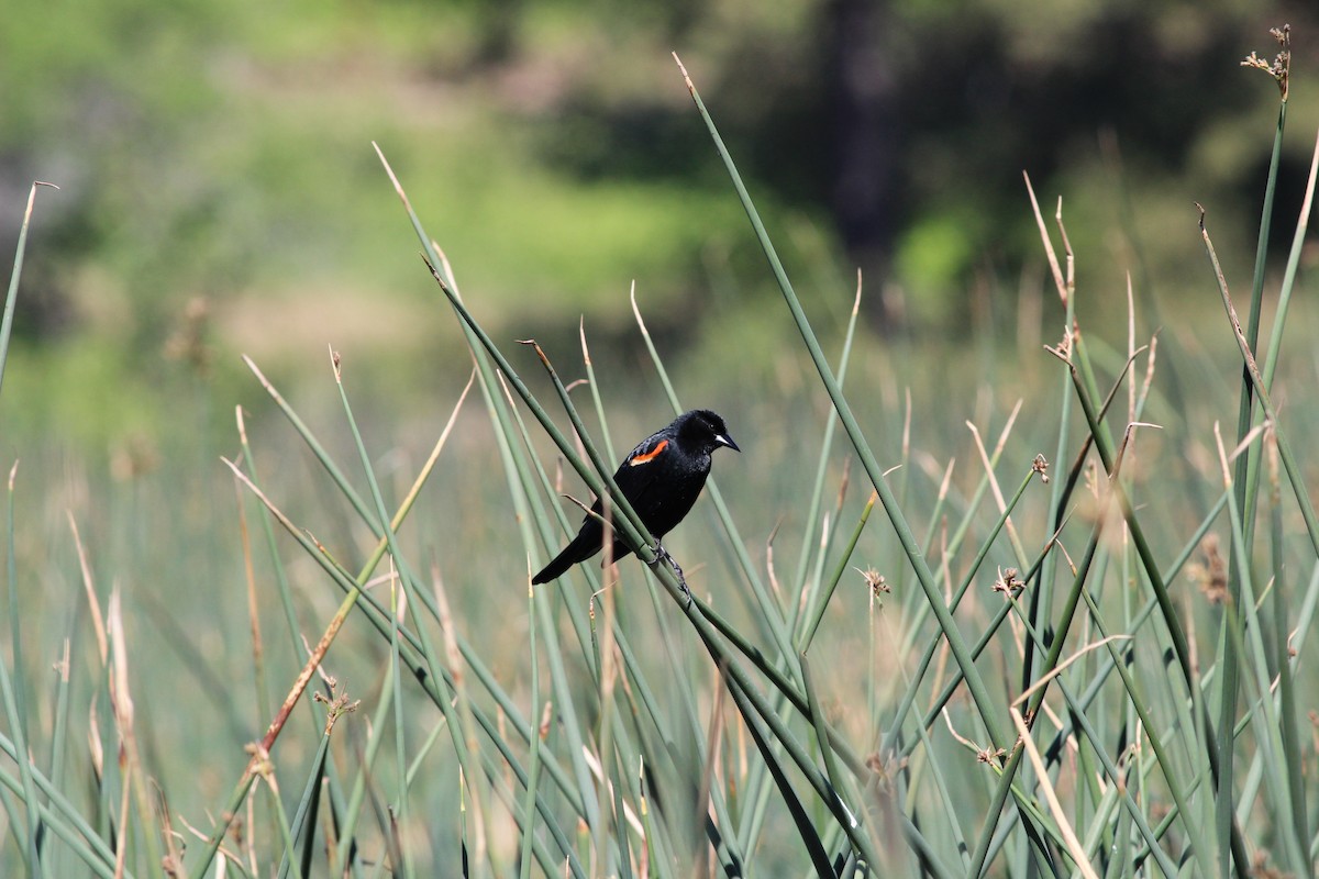 Red-winged Blackbird - ML619962720