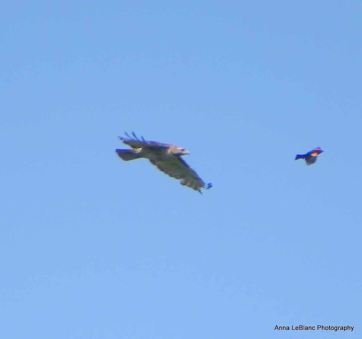 Red-tailed Hawk - ML619962728