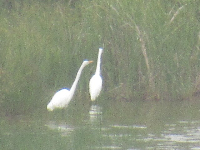 Great Egret - ML619962733