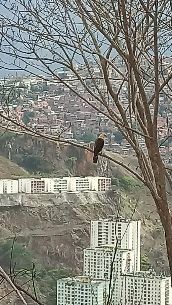 Yellow-headed Caracara - ML619962738