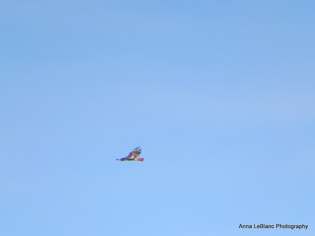 Red-tailed Hawk - ML619962742