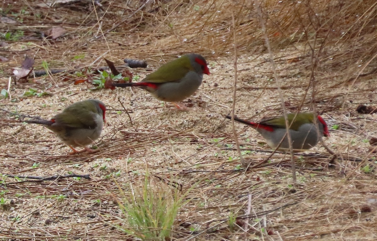 Red-browed Firetail - ML619962744