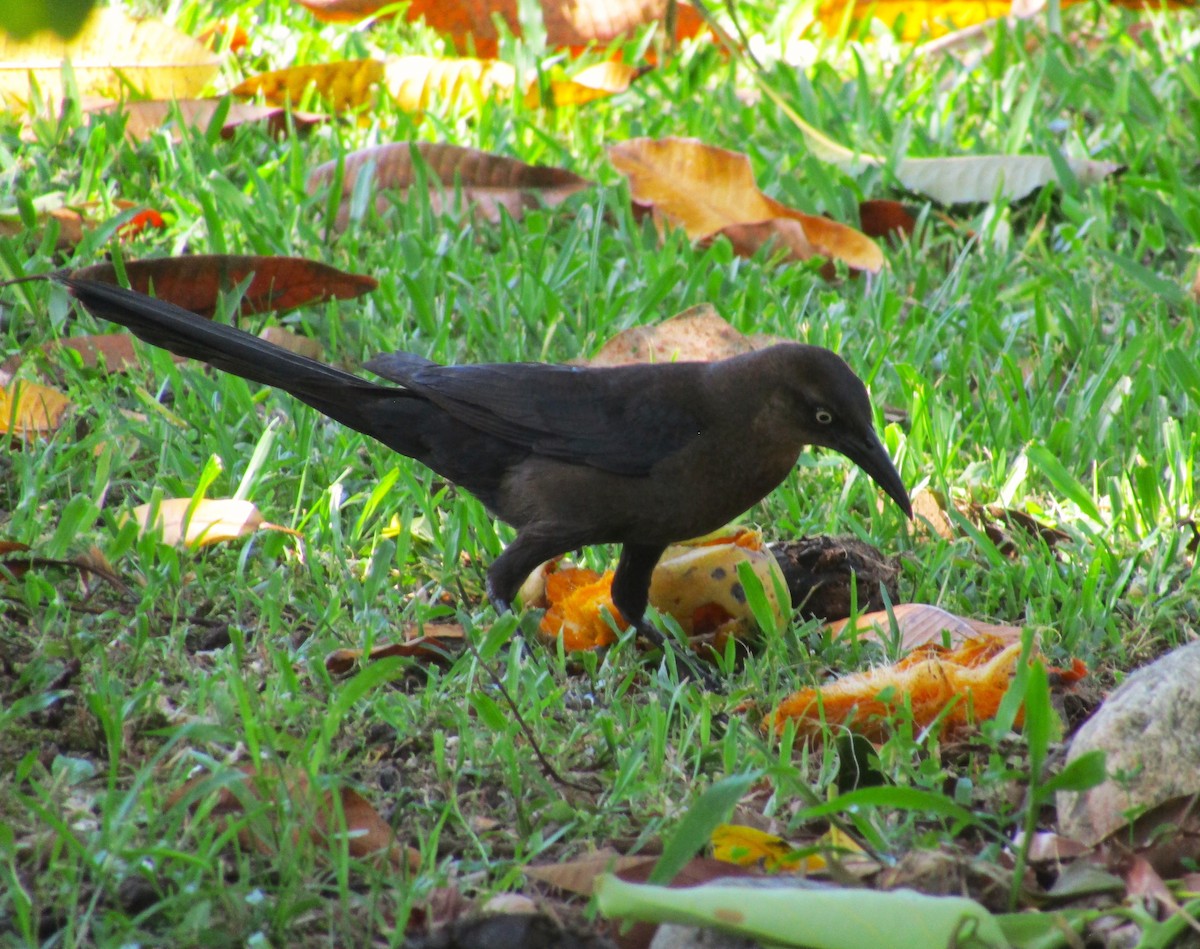 Great-tailed Grackle - ML619962748