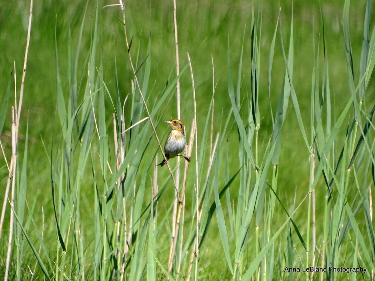 Saltmarsh Sparrow - ML619962761