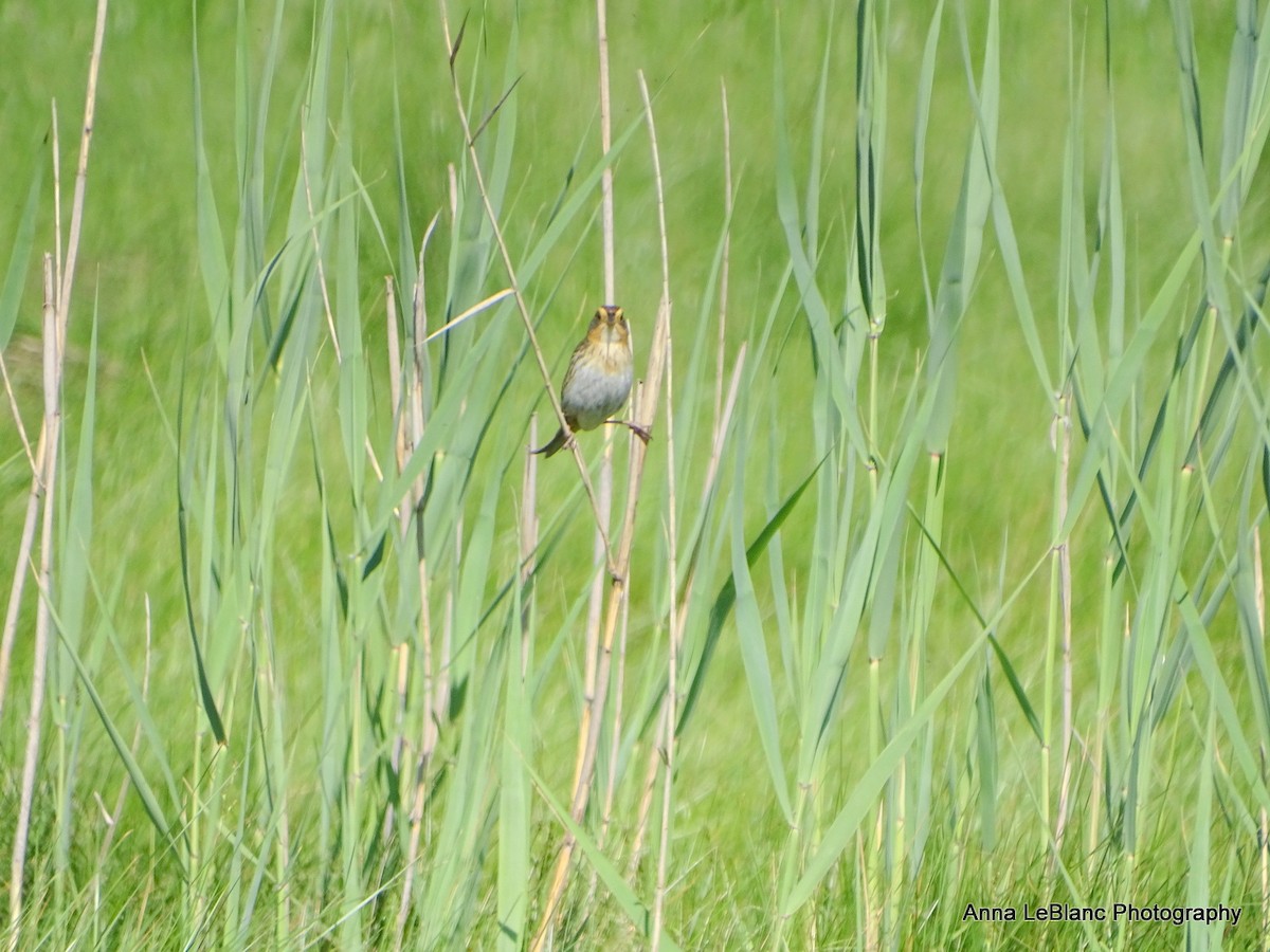 Saltmarsh Sparrow - ML619962775