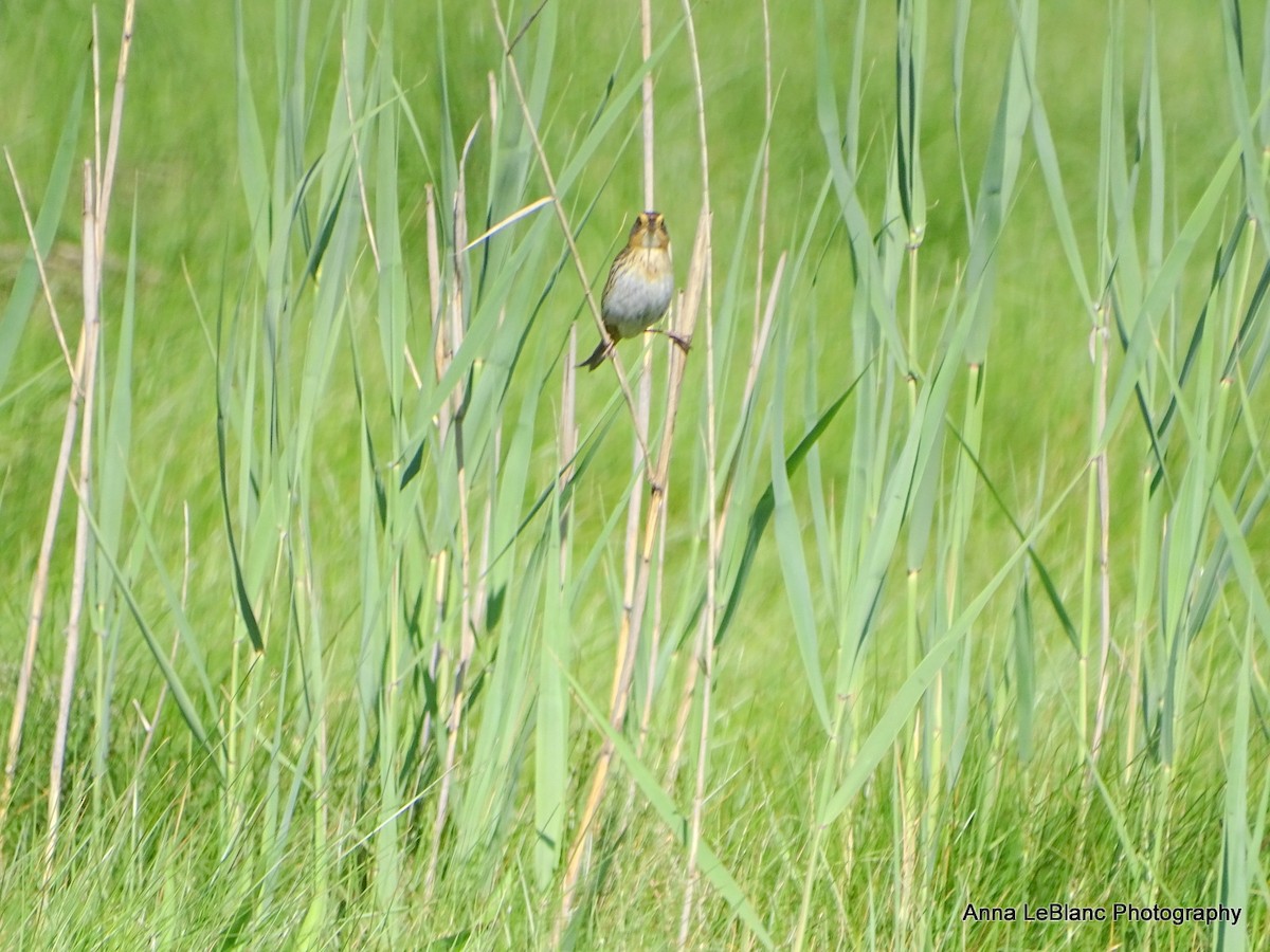 Saltmarsh Sparrow - Anna LeBlanc