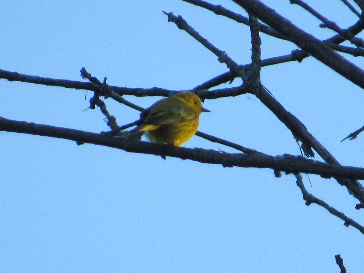 Yellow Warbler - ML619962804