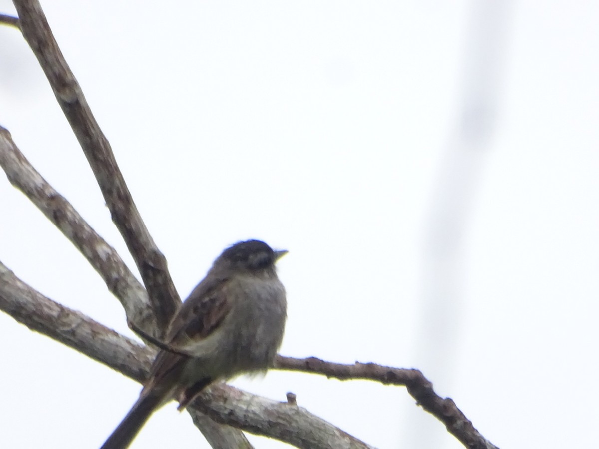 Crowned Slaty Flycatcher - ML619962823