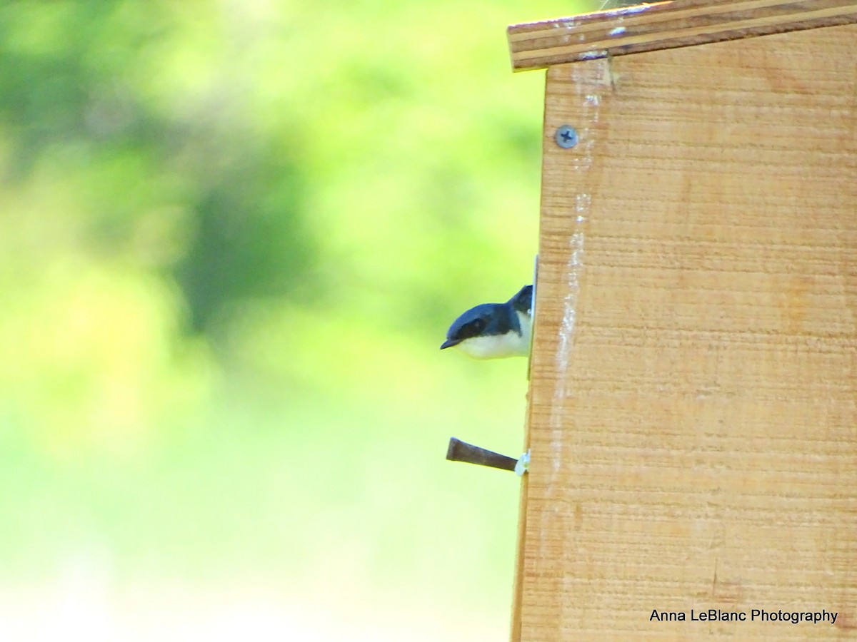 Tree Swallow - ML619962827