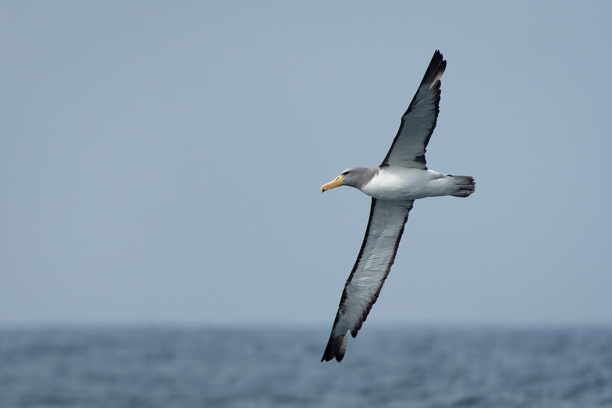 Albatros de las Chatham - ML619962833