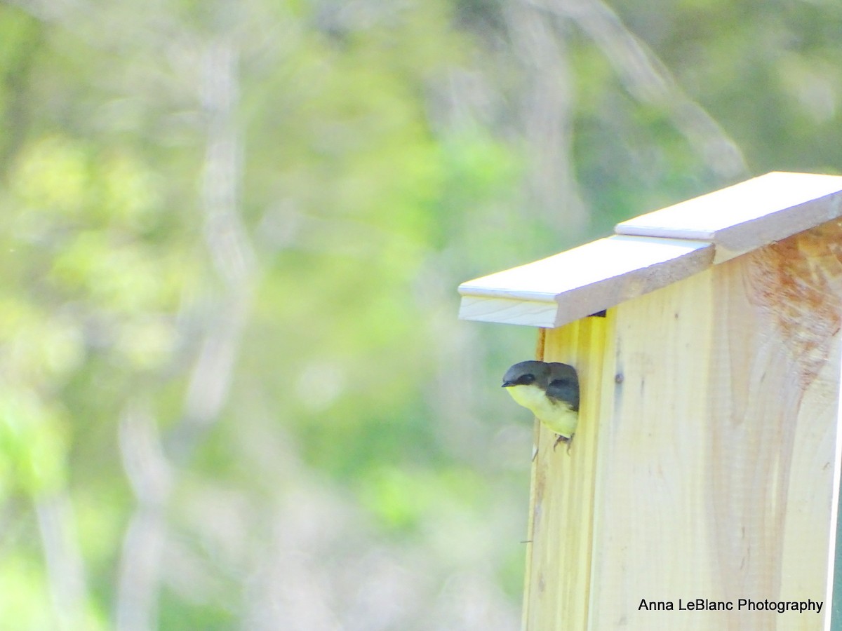 Golondrina Bicolor - ML619962845