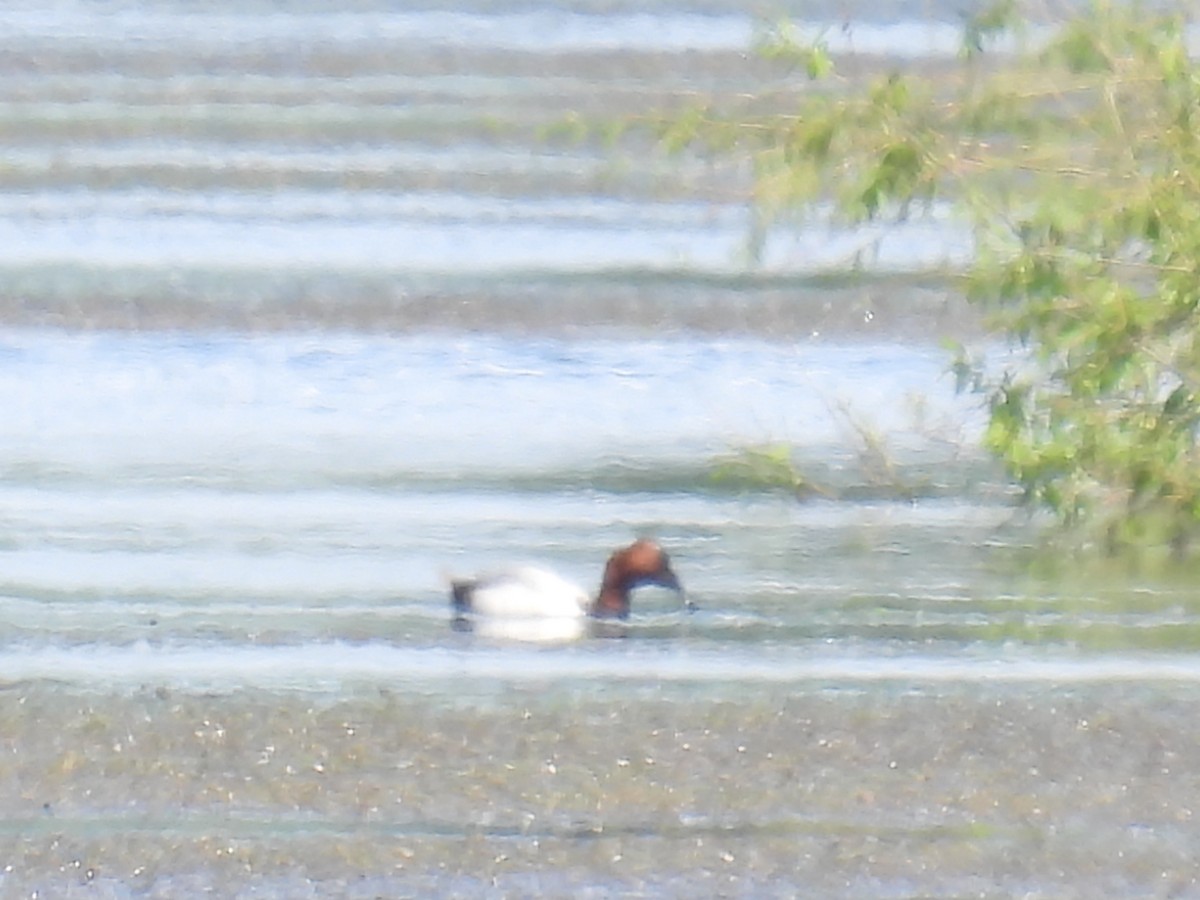 Canvasback - ML619962854