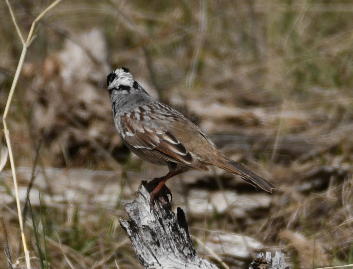 White-crowned Sparrow (oriantha) - ML619962861