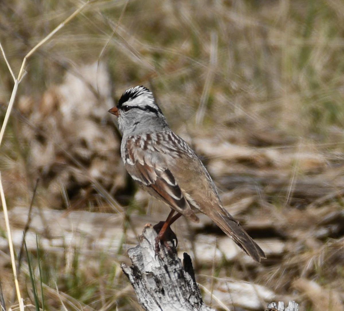 White-crowned Sparrow (oriantha) - ML619962862