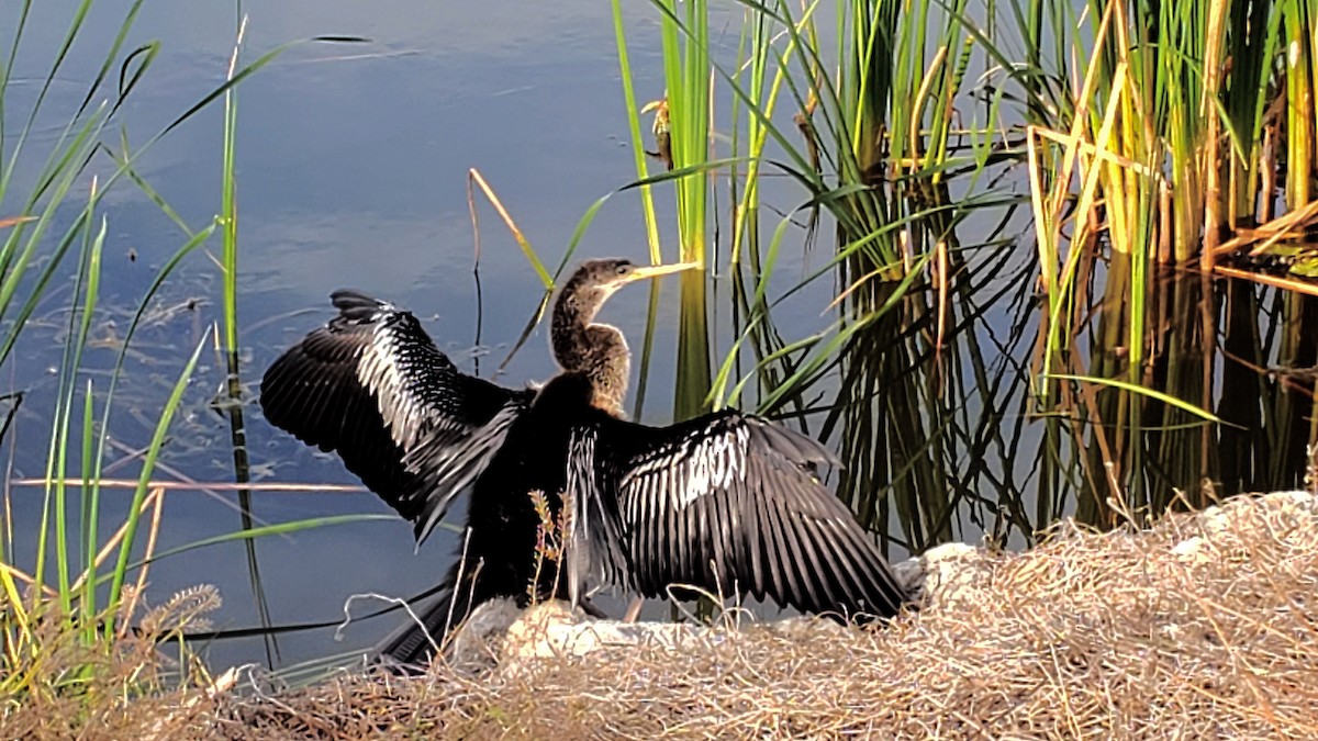 Anhinga - ML619962864