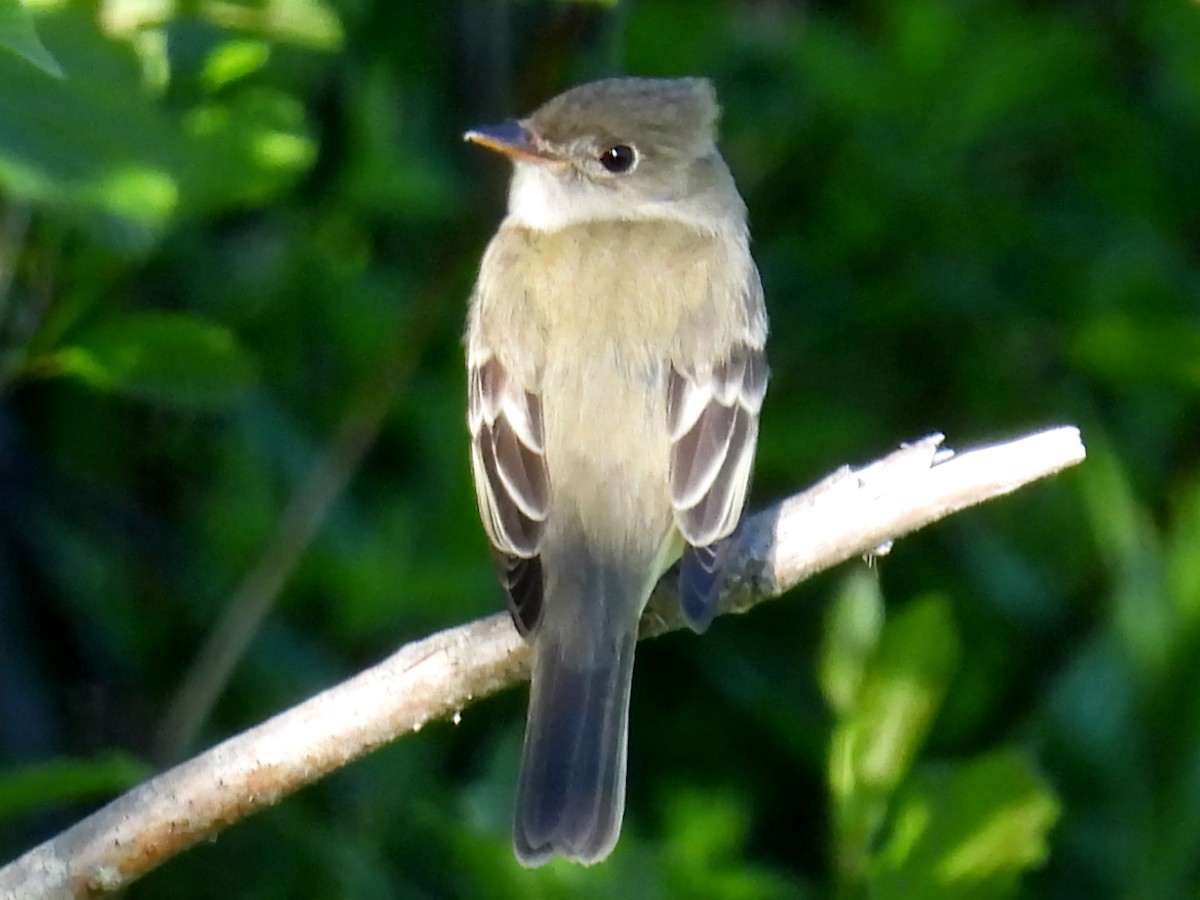 Alder Flycatcher - ML619962866