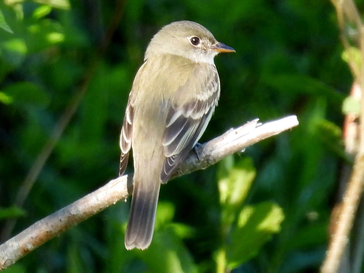 Alder Flycatcher - ML619962867