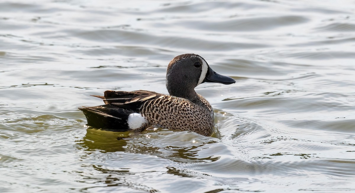 Blue-winged Teal - ML619962899