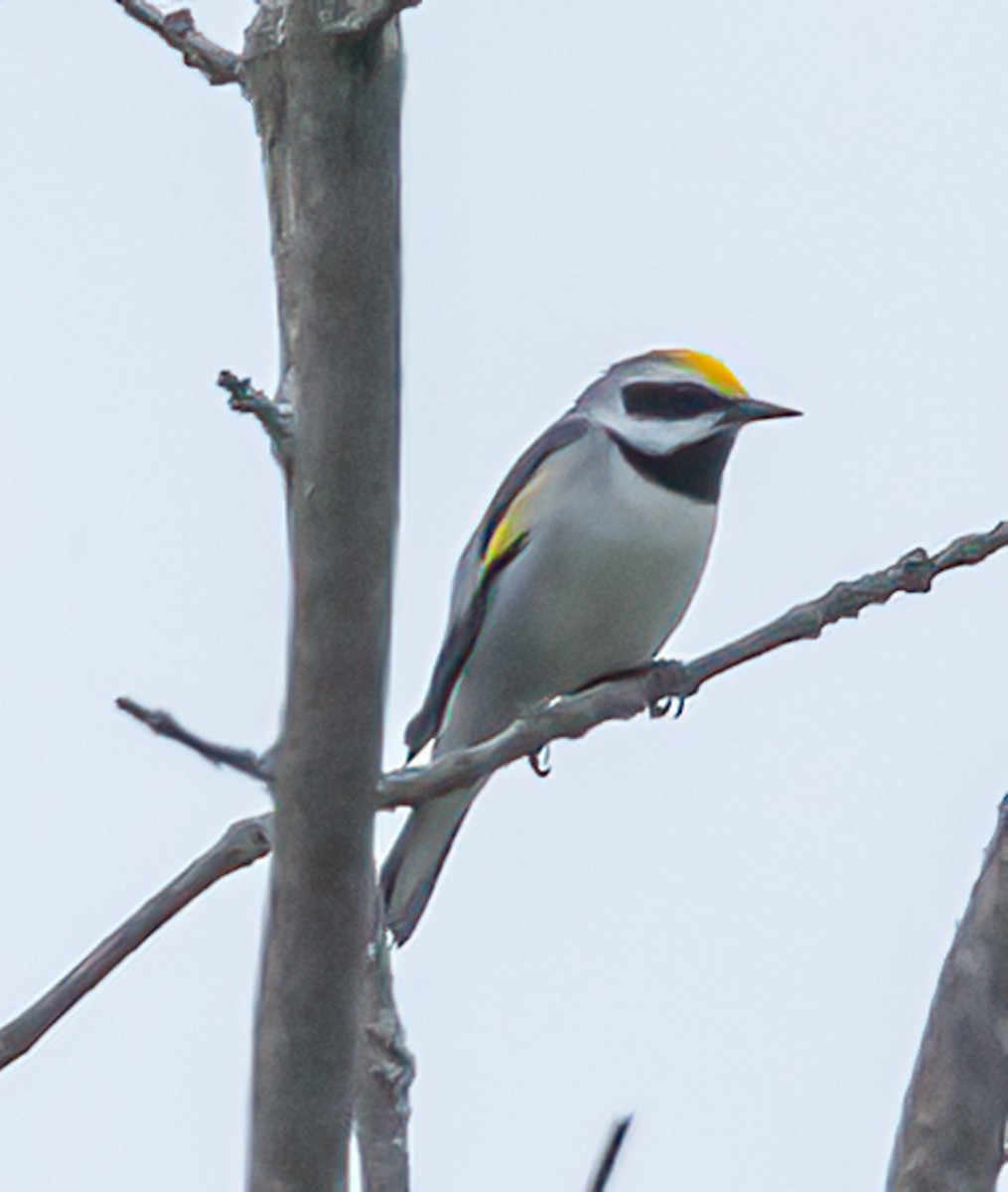 Golden-winged Warbler - ML619962911