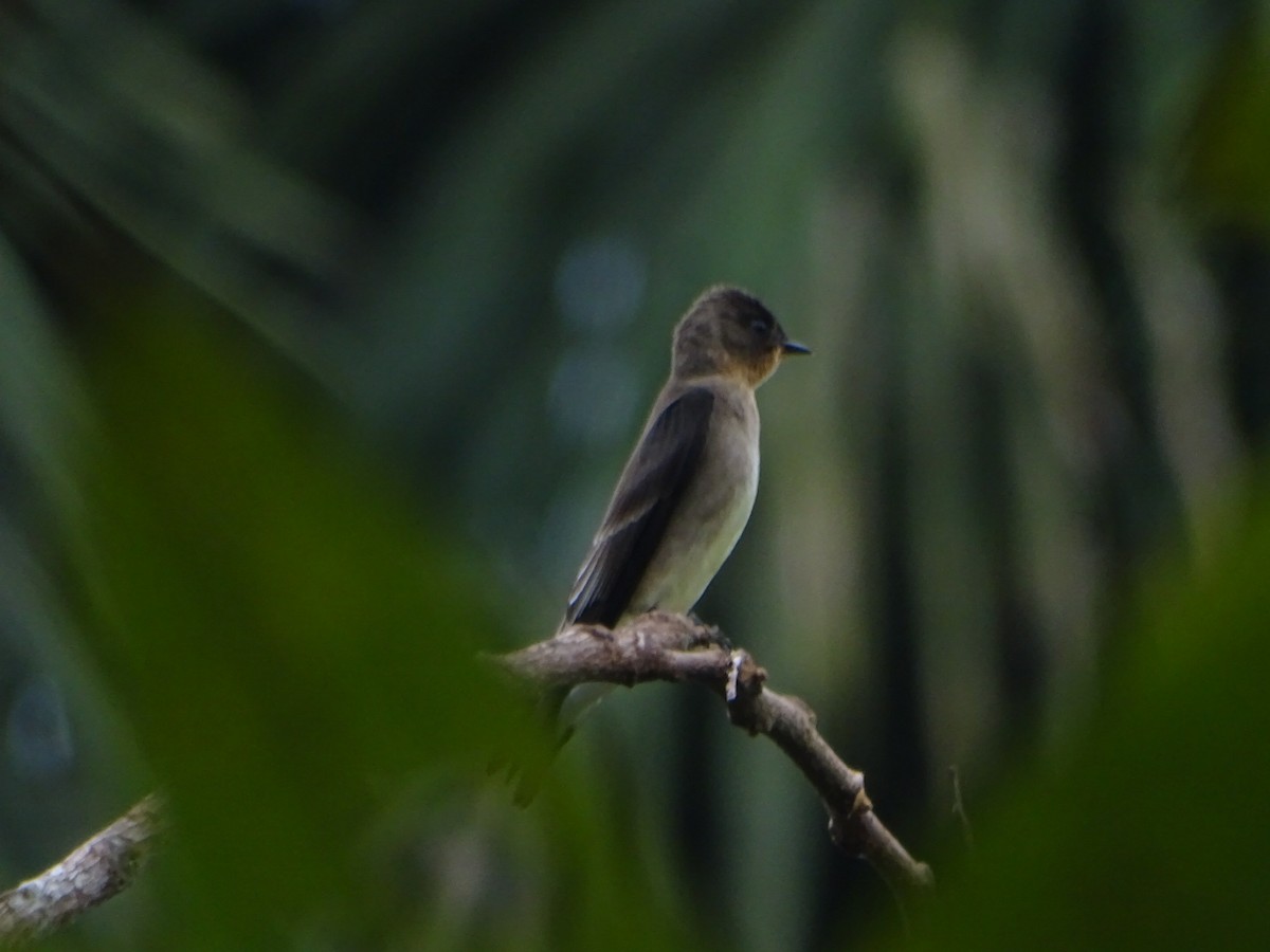 Southern Rough-winged Swallow - ML619962915