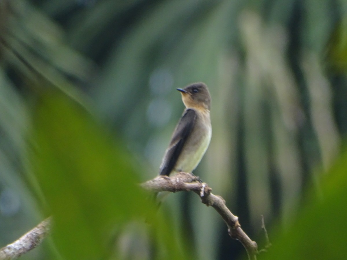 Southern Rough-winged Swallow - ML619962916