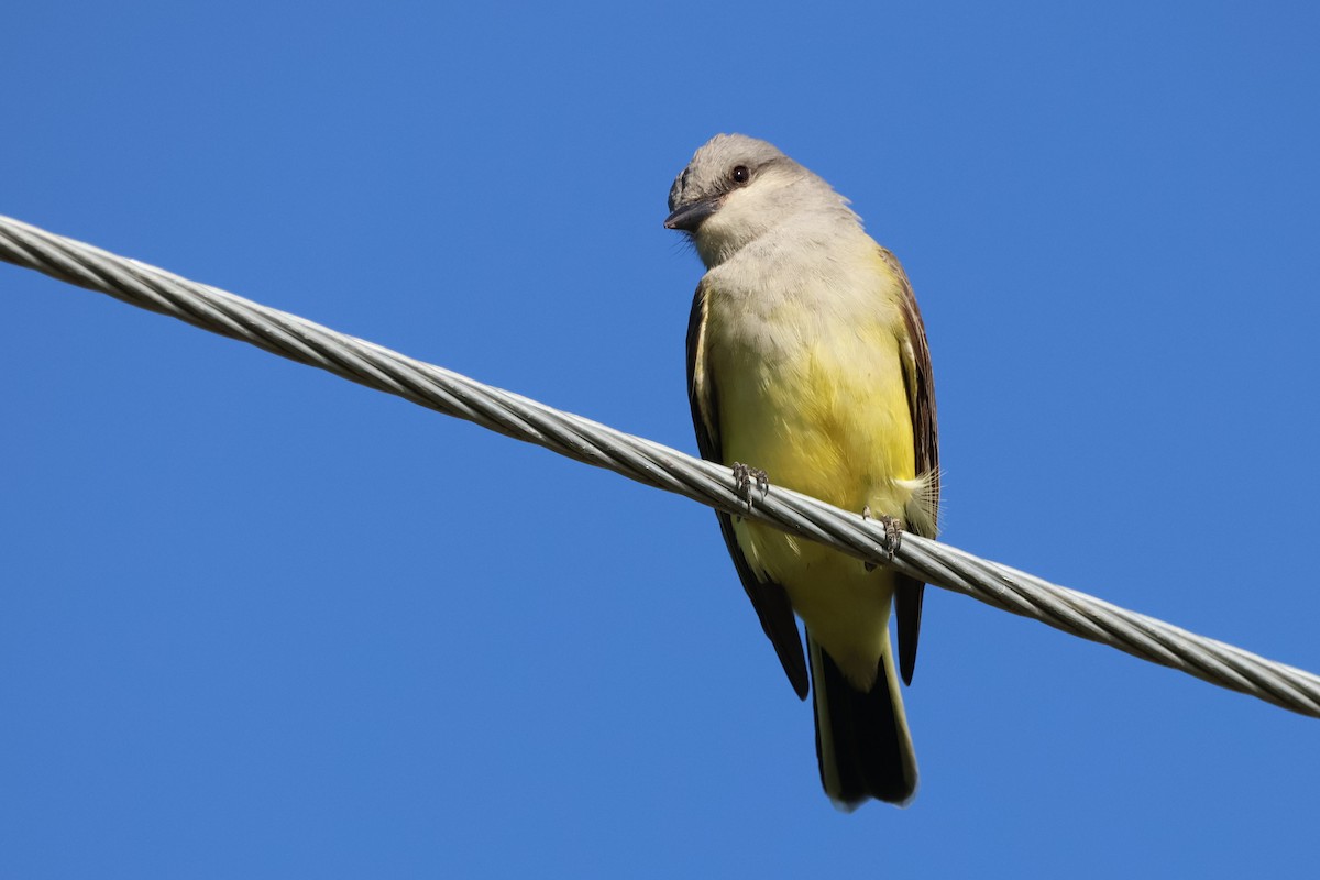 Western Kingbird - ML619962946