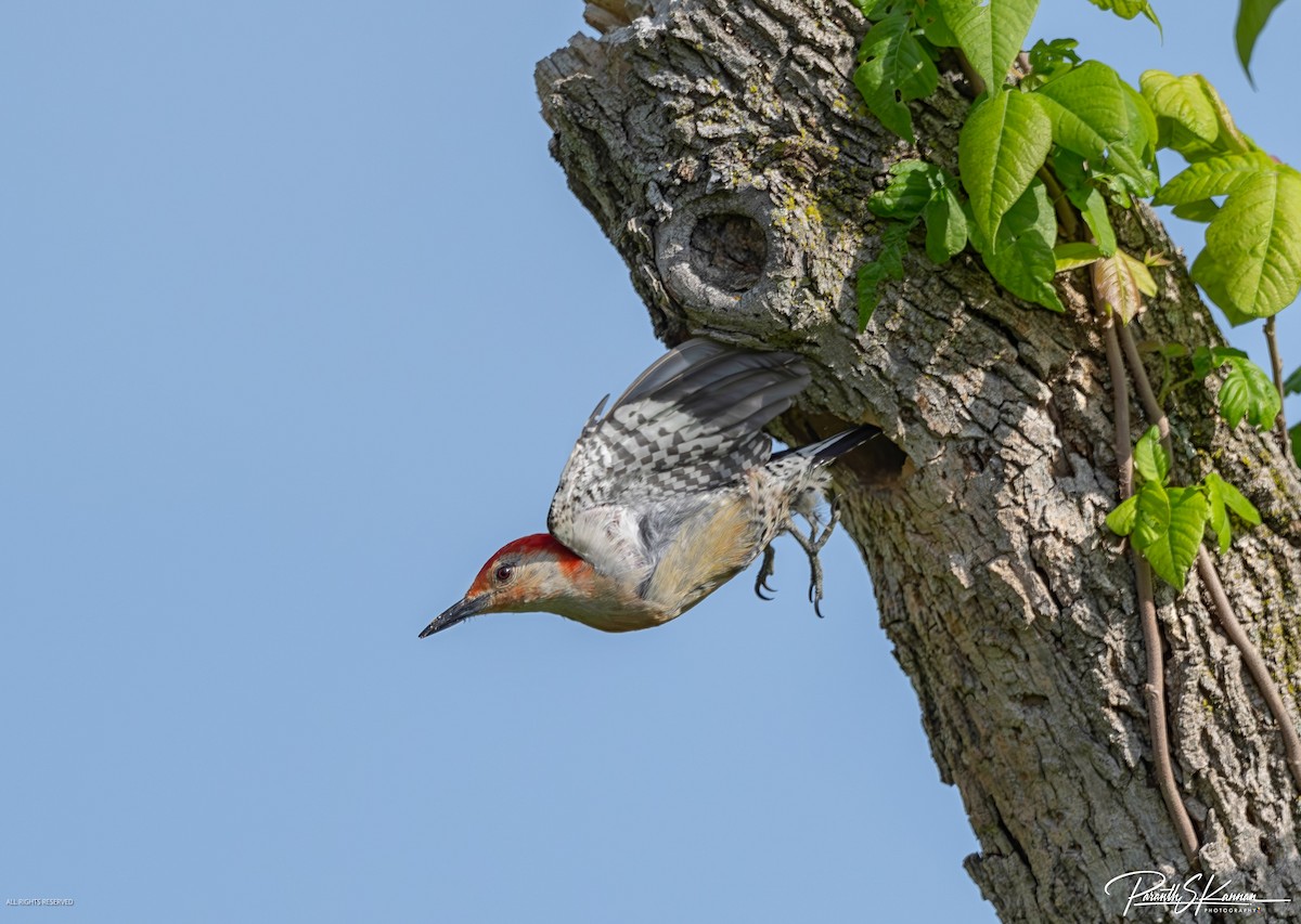 Red-bellied Woodpecker - ML619962951