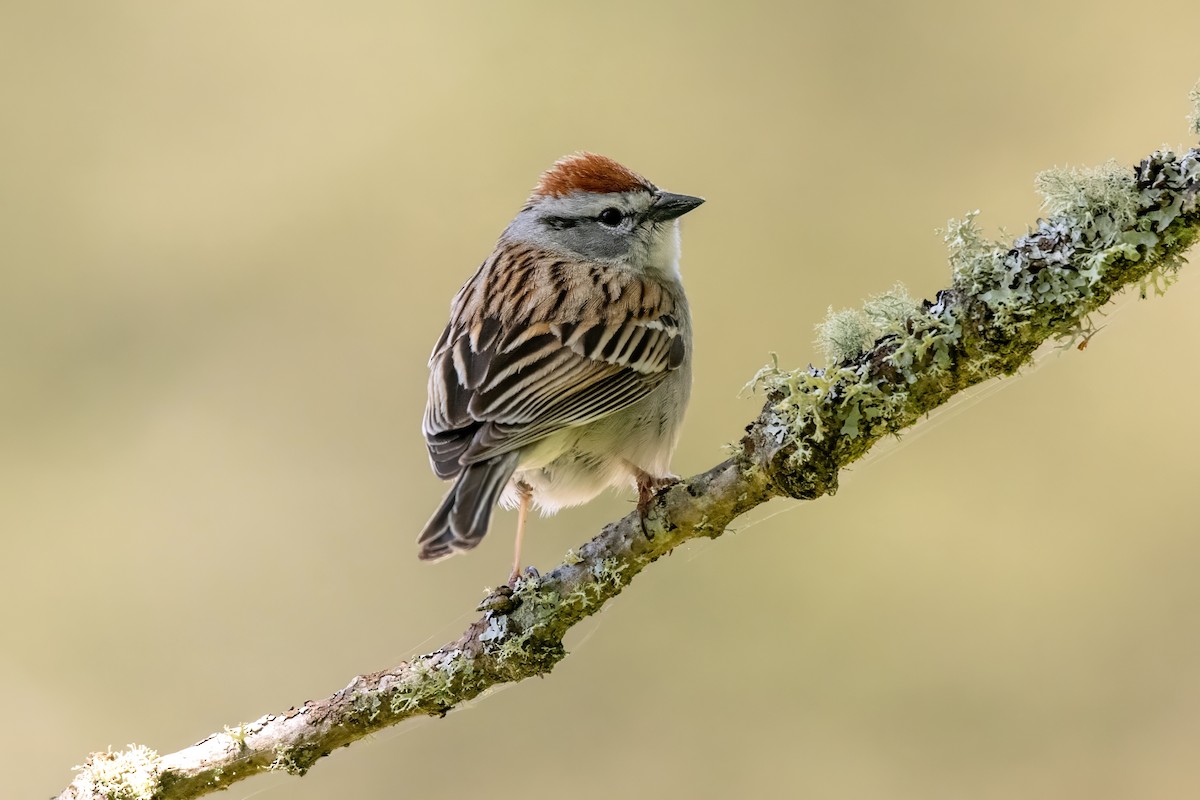 Chipping Sparrow - ML619962982