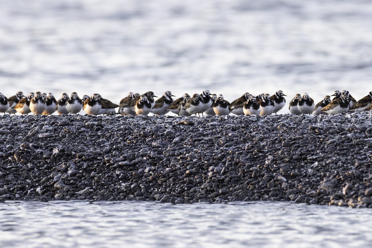 Ruddy Turnstone - ML619962987