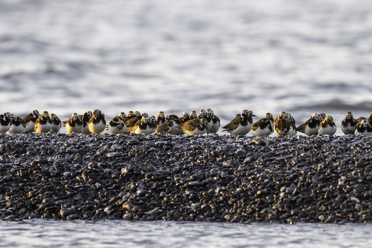 Ruddy Turnstone - ML619962988