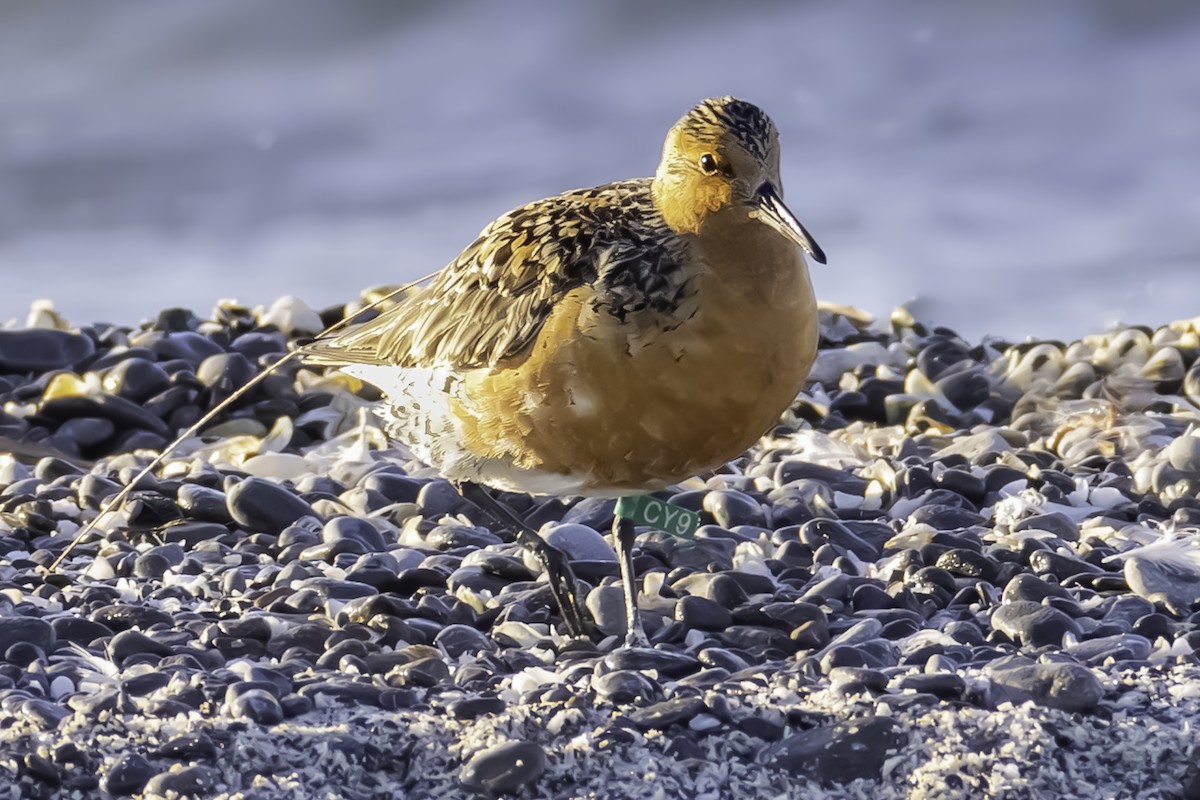 Red Knot - ML619962995