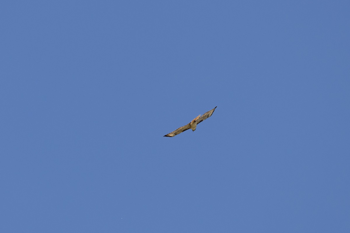 Red-tailed Hawk - ML619963004